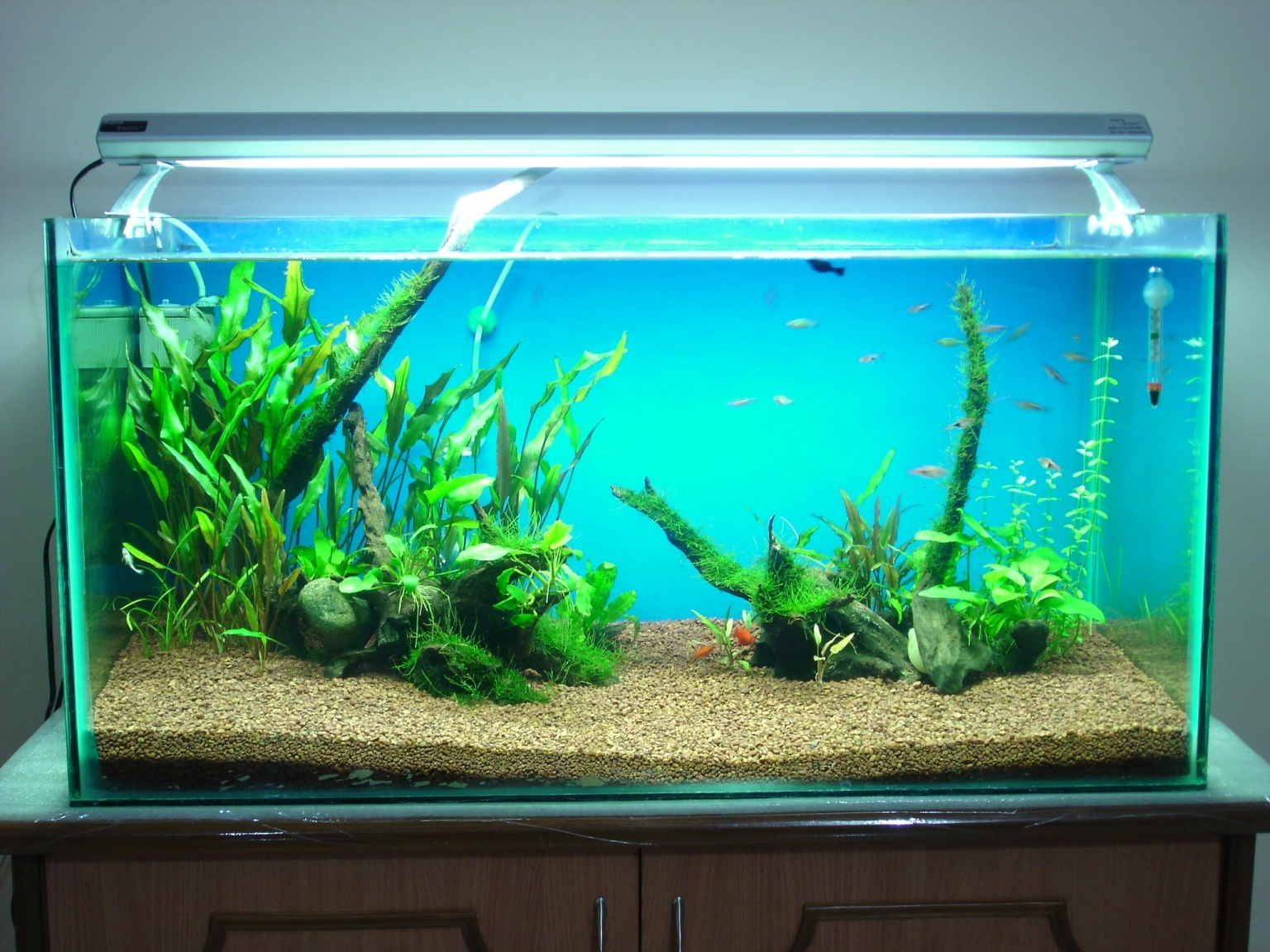 Step By Step Guide For Setting Up Of A 60 Gallon Aquarium Fishxperts