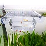 capetsma Fish Breeding Box, Acrylic Fish Isolation Box with Suction Cups, Aquarium Acclimation Hatchery Incubator for Baby Fishes Shrimp Clownfish and Guppy... Small Size (S)