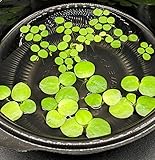 6 Mini Amazon Frogbit + 6 Water Spangles Combo, Betta Fish Aquarium Floating Plants for beginners