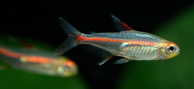 How to keep tetras - Help Guides
