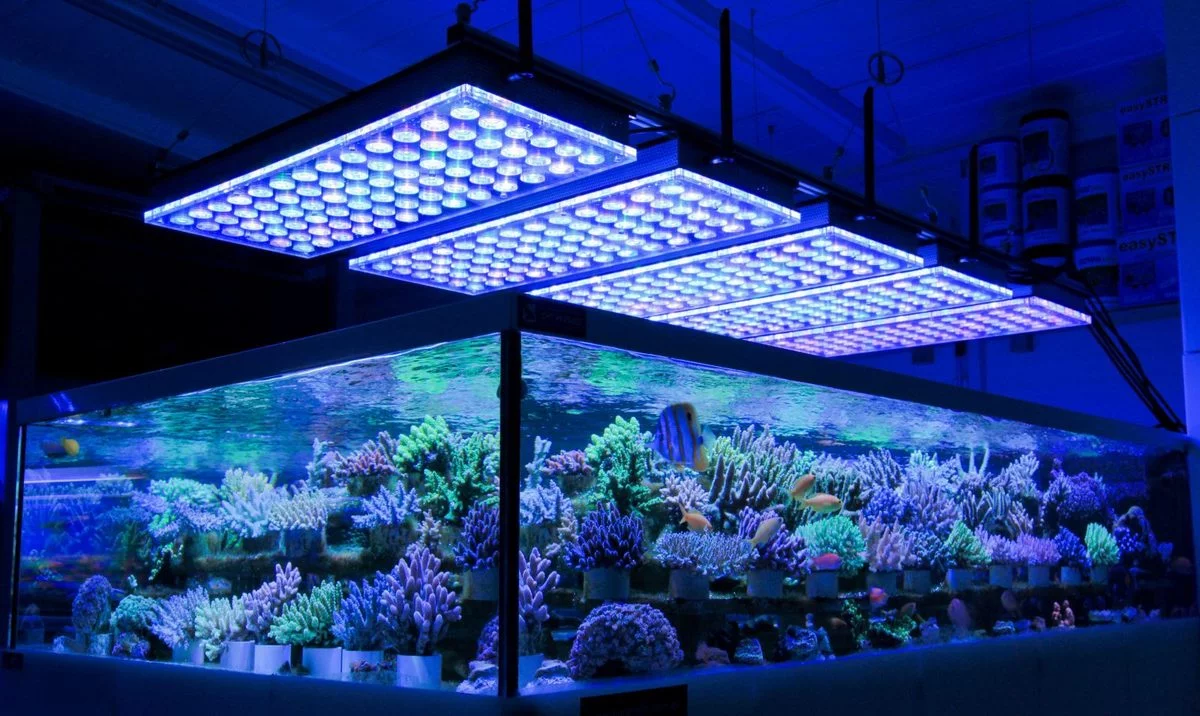 Best led lighting hotsell for reef tank