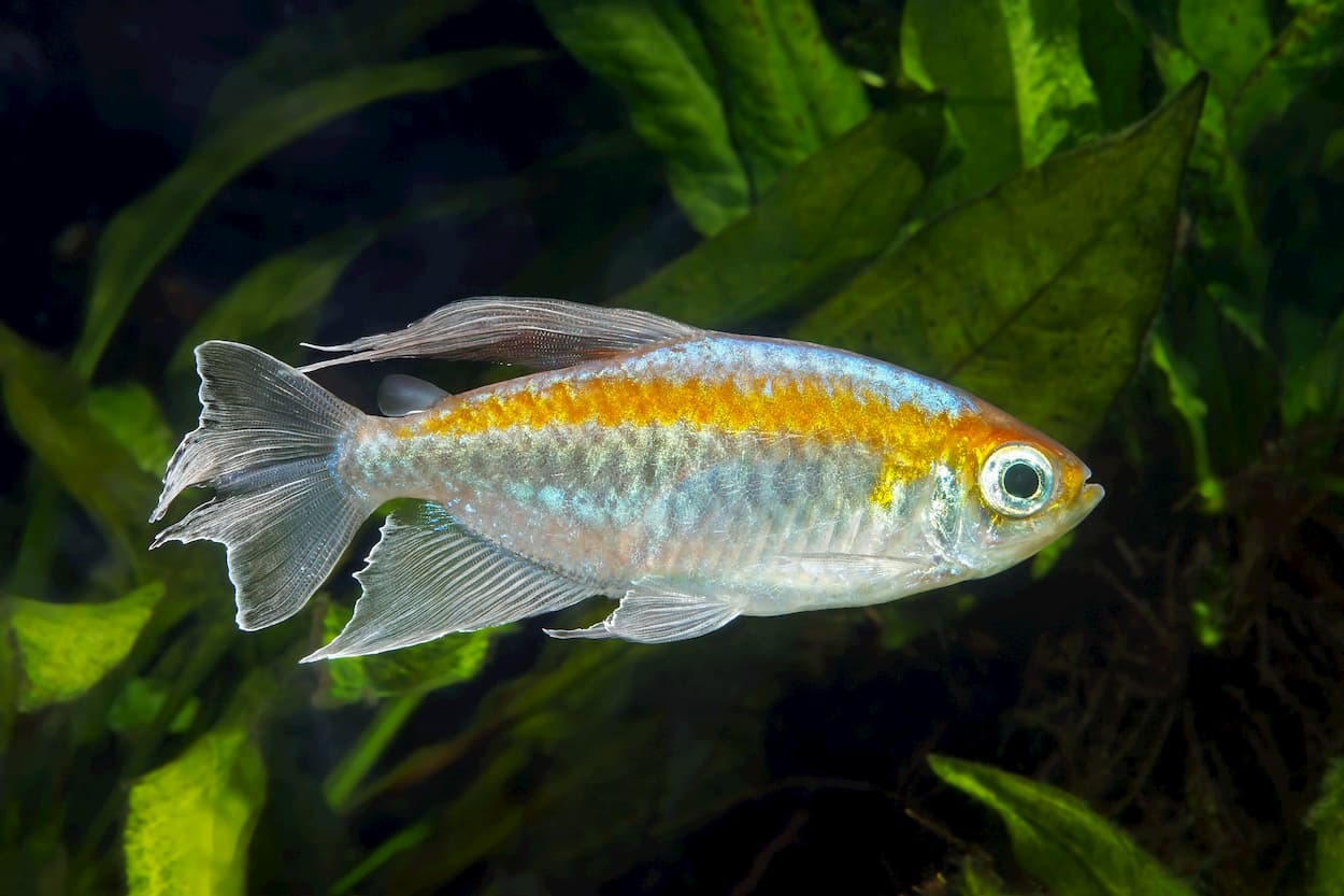tetra fish types