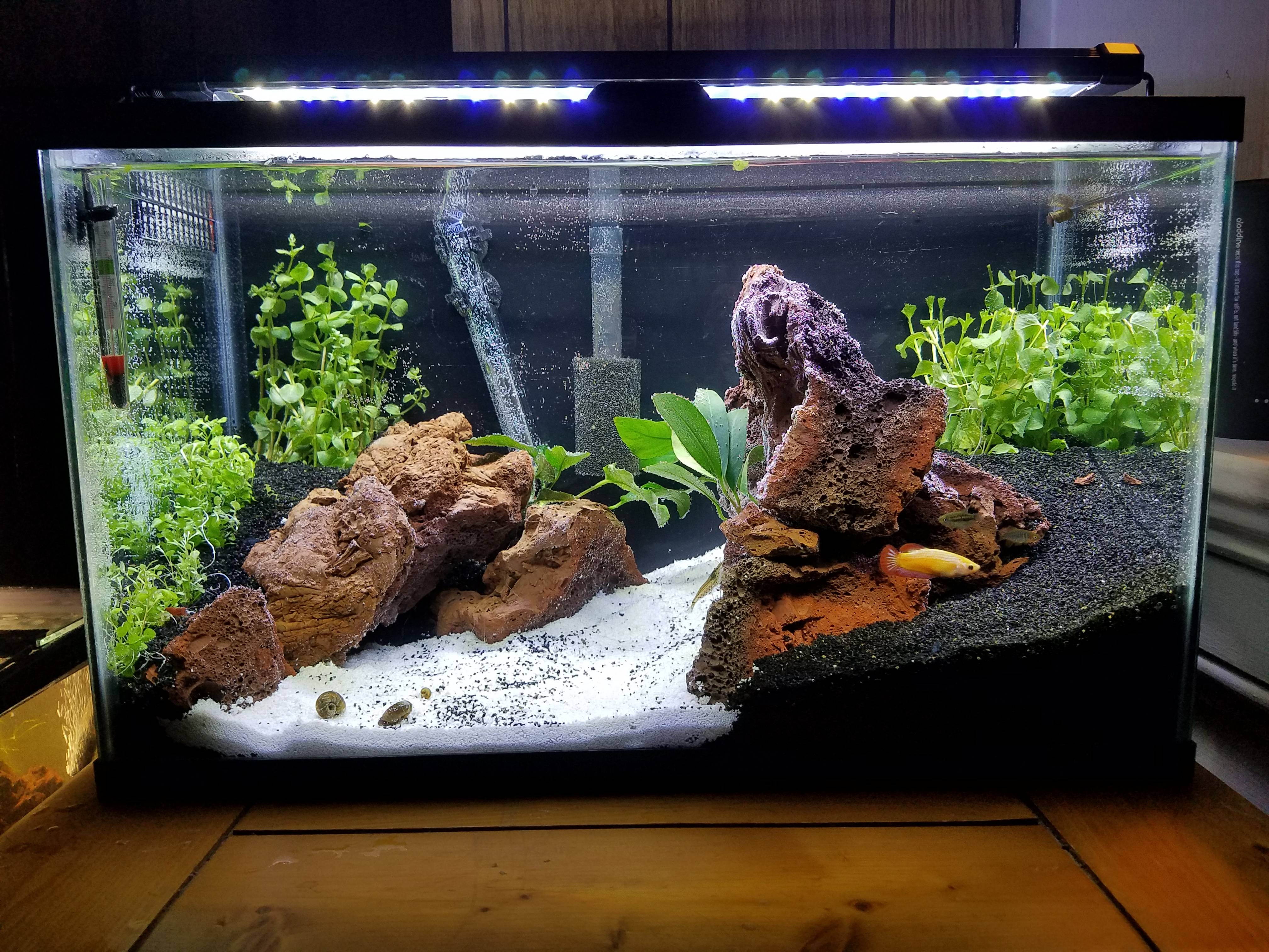 10 gallon fish tank light