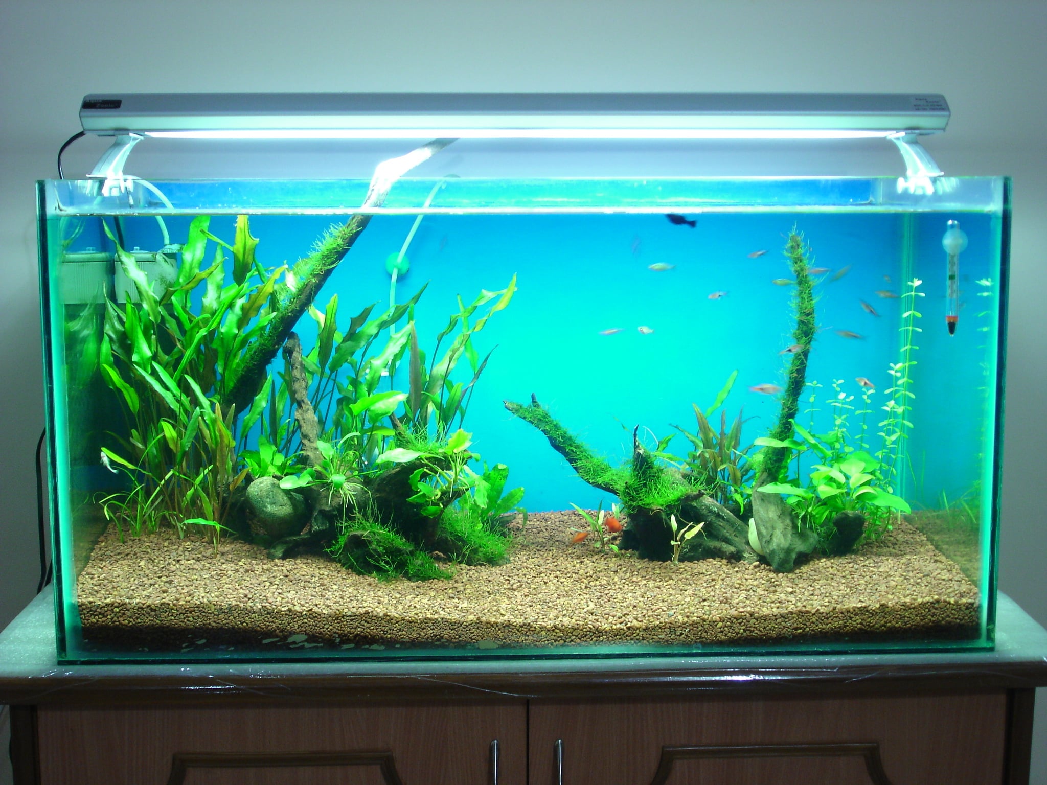 50 gallon goldfish tank