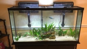 Step-By-Step Guide For Setting Up Of A 60 Gallon Aquarium - Fishxperts