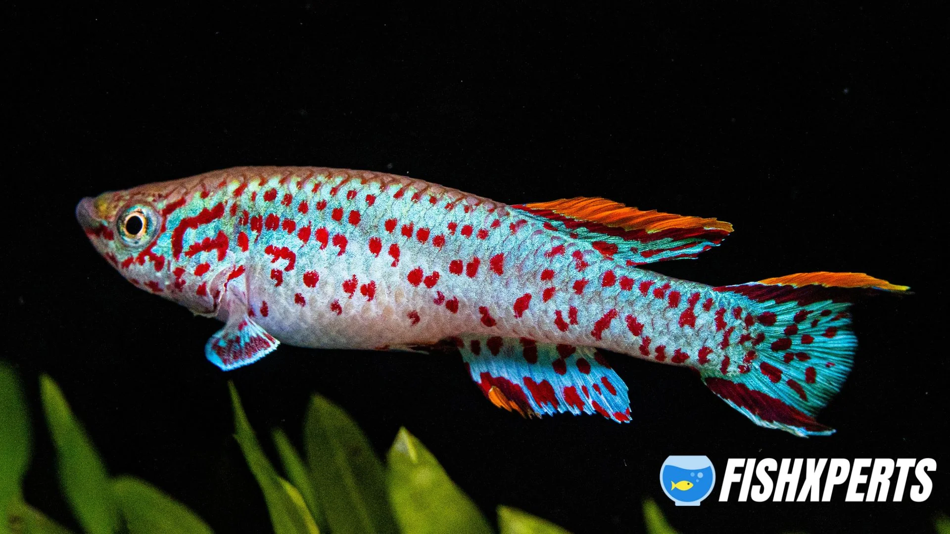 Killifish tropical hot sale fish